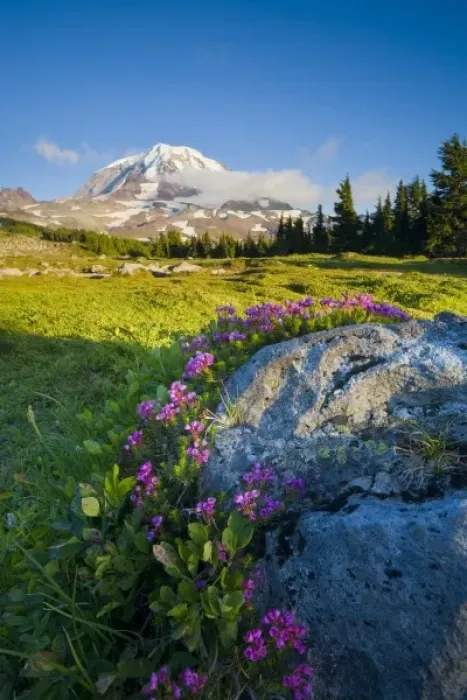 Framed Print : USA, Mt. Rainier National Park, Washington. Mountain Heather (Phyllodoce empetriformisat)