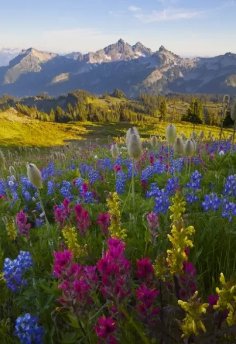 Framed Print : USA, Mt. Rainier National Park, Washington. Paintbrush, lupine, lousewort and Pasque Framed Print : USA, Mt. Rainier National Park, Washington. Paintbrush, lupine, lousewort and Pasque