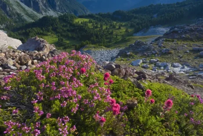 Framed Print : USA, Mt. Rainier National Park, Washington. Pink mountain heather (Phyllodoce empetriformis)