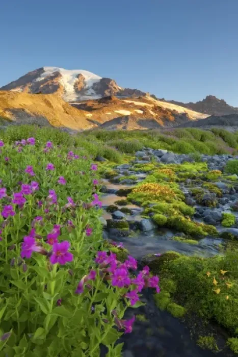 Framed Print : USA, Mt. Rainier National Park, Washington. Mt. Rainier and Lewis Monkeyflowers