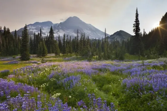 Framed Print : USA, Mt. Rainier National Park, Washington. Lupine in flower meadow at sunrise, Indian Framed Print : USA, Mt. Rainier National Park, Washington. Lupine in flower meadow at sunrise, Indian