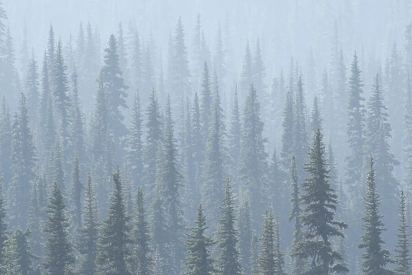 USA. Mt. Rainier National Park. Smoke from Washington State fires drifts through conifers