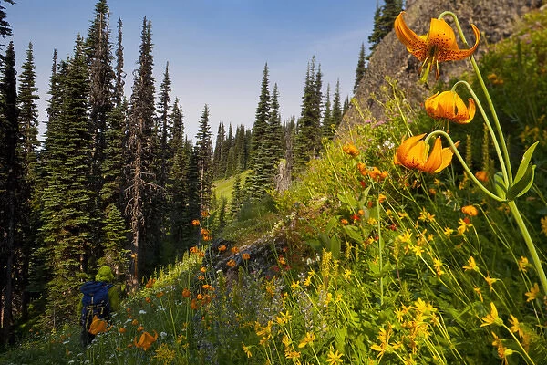 USA, Mt. Rainier National Park, Washington. Male backpacker and Columbia Lily in