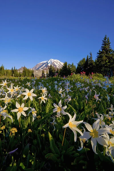 USA, Mt. Rainier National Park, Washington. Meadow filled with Avalanche Lilies