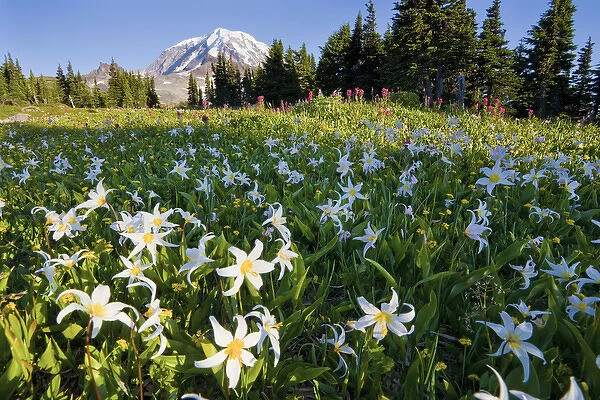 USA, Mt. Rainier National Park, Washington. Meadow filled with Avalanche Lilies