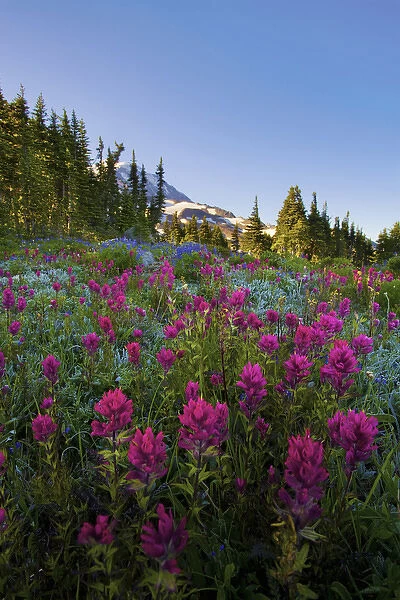 USA, Mt. Rainier National Park, Washington. Meadow filled with Magenta Paintbrush
