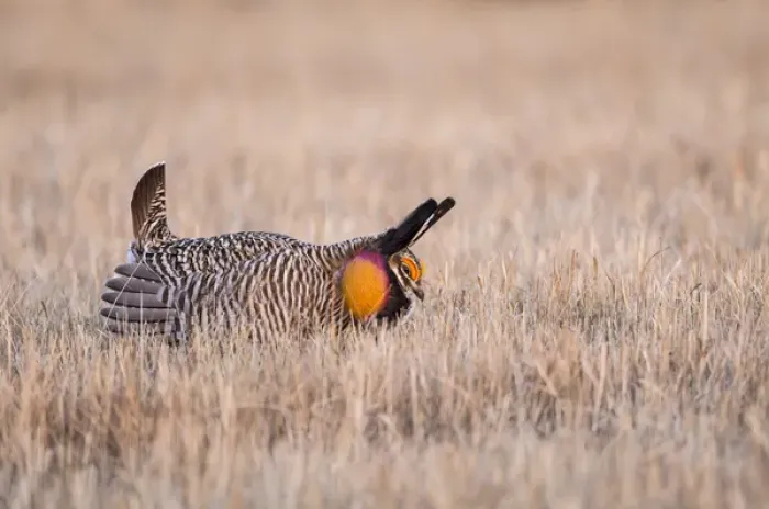 Framed Print : USA, Nebraska, Burwell, Sandhills, Greater Prairie Chicken displaying on lek in grassland Framed Print : USA, Nebraska, Burwell, Sandhills, Greater Prairie Chicken displaying on lek in grassland