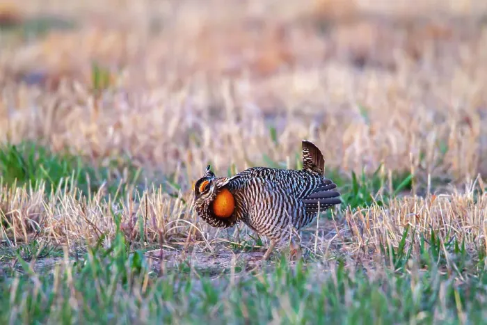 Framed Print : USA, Nebraska, Loup County. Greater prairie chicken male displaying on lek