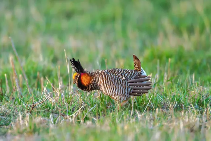 Framed Print : USA, Nebraska, Loup County. Greater prairie chicken male displaying on lek