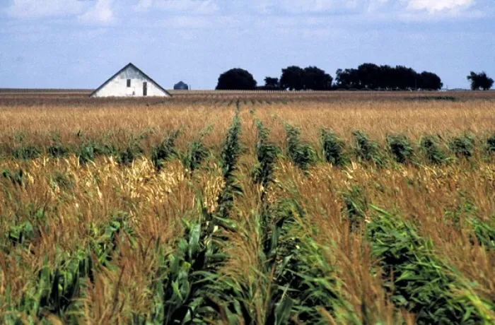 Framed Print : USA, Nebraska, Morrill County. Rows of corn sway in the wind in Morrill County, Nebraska Framed Print : USA, Nebraska, Morrill County. Rows of corn sway in the wind in Morrill County, Nebraska