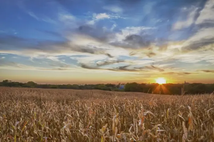 Framed Print : USA, Nebraska, near Omaha. A cornfield at sunset Framed Print : USA, Nebraska, near Omaha. A cornfield at sunset