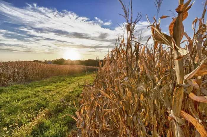 Framed Print : USA, Nebraska, near Omaha. Cornfield at Sunset