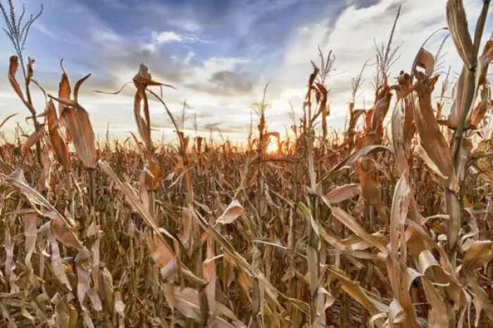 Framed Print : USA, Nebraska, near Omaha. Sunset over a cornfield in the fall