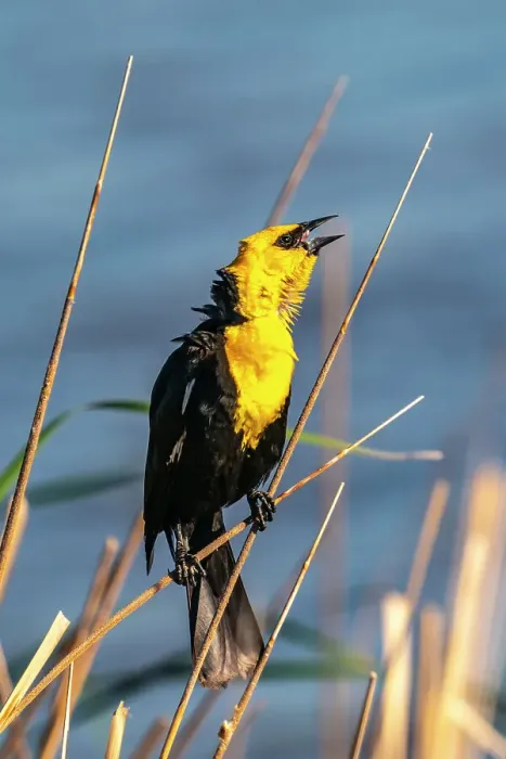 Framed Print : USA, Nebraska, Ramsey County. Yellow-headed blackbird calling on reed