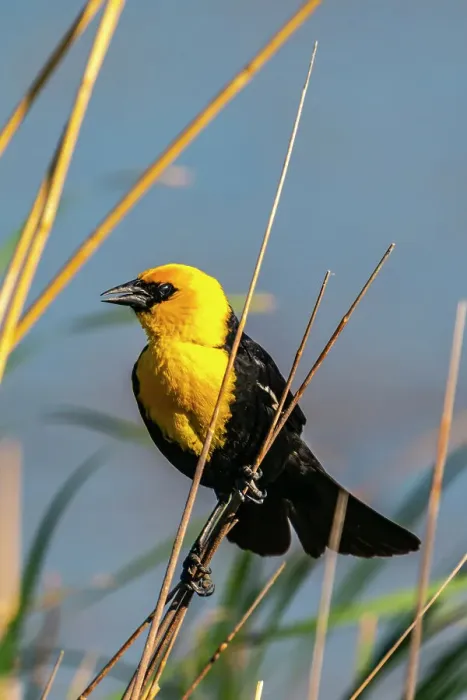 Framed Print : USA, Nebraska, Ramsey County. Yellow-headed blackbird on reed