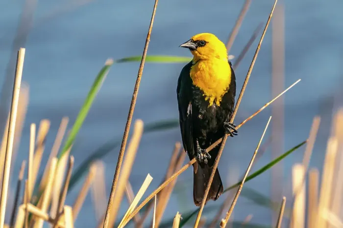 Framed Print : USA, Nebraska, Ramsey County. Yellow-headed blackbird on reed Framed Print : USA, Nebraska, Ramsey County. Yellow-headed blackbird on reed