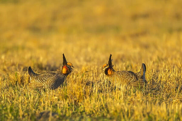USA, Nebraska, Sand Hills. Greater prairie chickens fighting