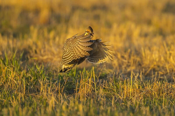 USA, Nebraska, Sand Hills. Greater prairie chicken male taking flight. Credit as