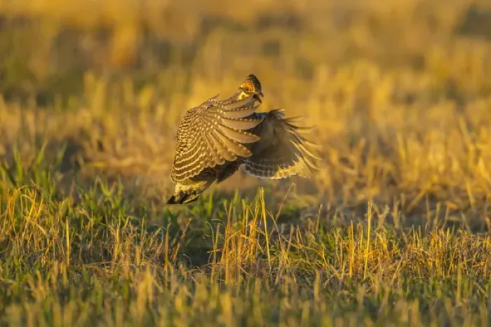 Framed Print : USA, Nebraska, Sand Hills. Greater prairie chicken male taking flight. Credit as