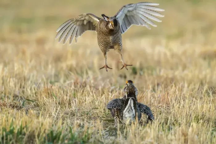 Framed Print : USA, Nebraska, Sand Hills. Male greater prairie chickens fighting Framed Print : USA, Nebraska, Sand Hills. Male greater prairie chickens fighting