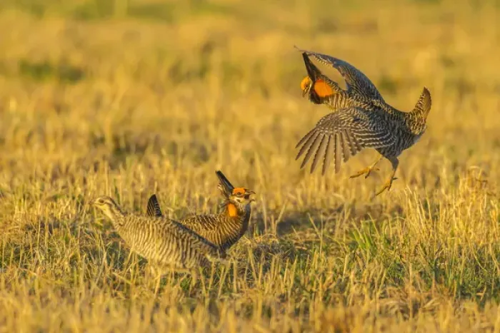 Framed Print : USA, Nebraska, Sand Hills. Male greater prairie chickens fighting