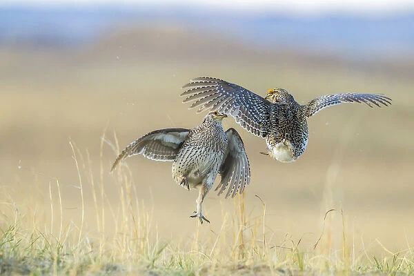 USA, Nebraska, Sand Hills. Male sharp-tailed grouse fighting