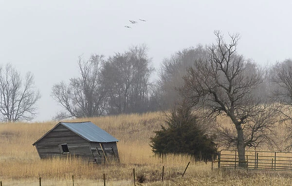 USA, Nebraska. Sandhill Cranes (Antigone canadensis) stop along the cornfields of
