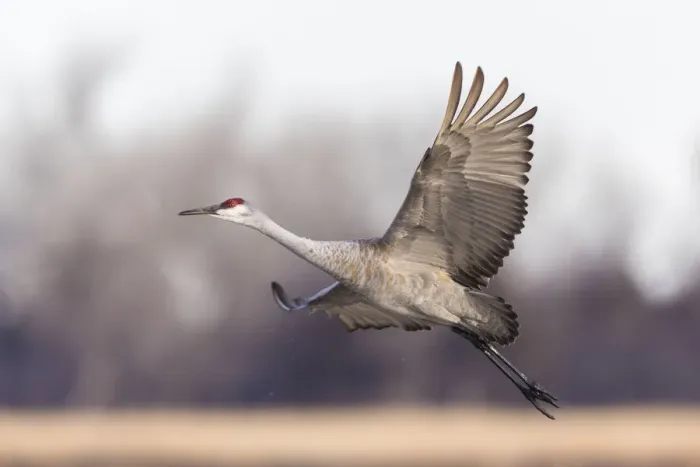 Framed Print : USA, Nebraska. Sandhill Cranes (Antigone canadensis) stop along the cornfields of