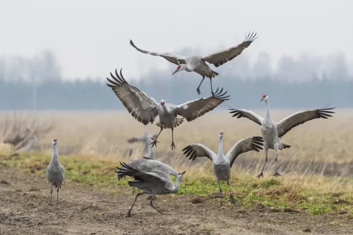 Framed Print : USA, Nebraska. Sandhill Cranes (Antigone canadensis) stop along the cornfields of