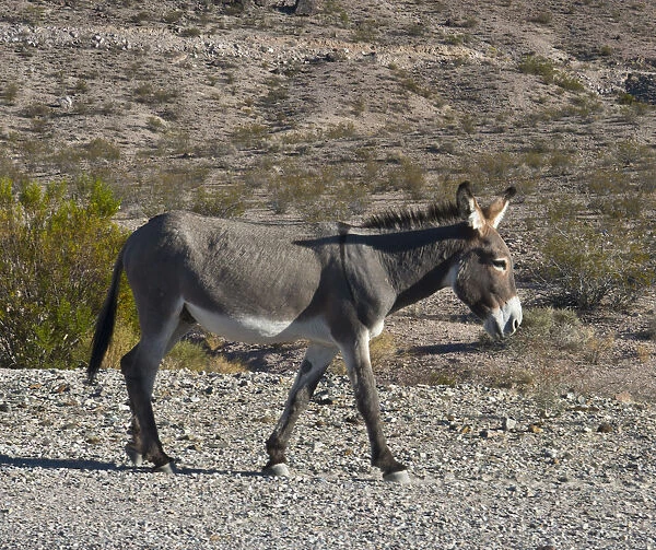 USA, Nevada, Beatty. Wild Burro in Beatty along State Highway 374