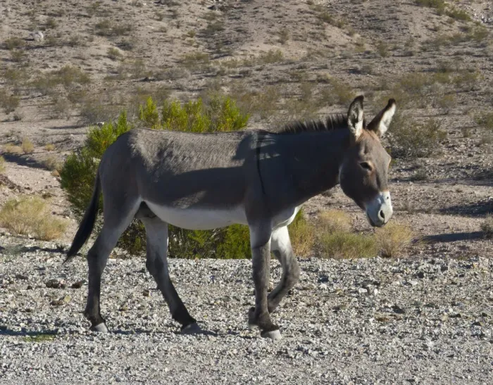 Framed Print : USA, Nevada. Beatty, Wild Burro in Beatty along State Highway 374