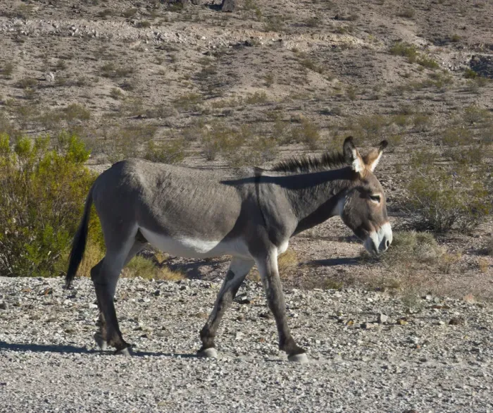 Framed Print : USA, Nevada, Beatty. Wild Burro in Beatty along State Highway 374