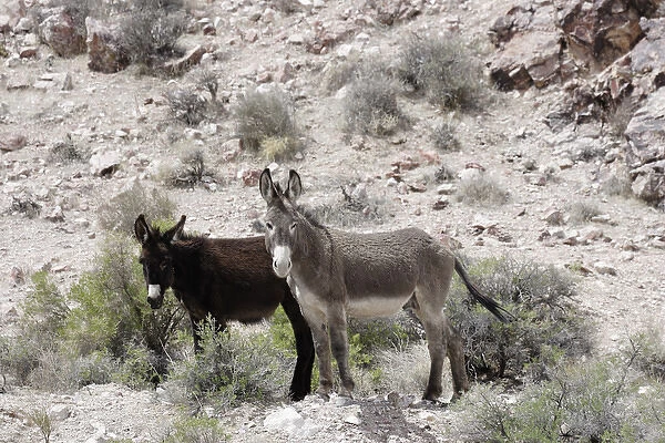 USA, Nevada, Beatty. Wild burros in desert