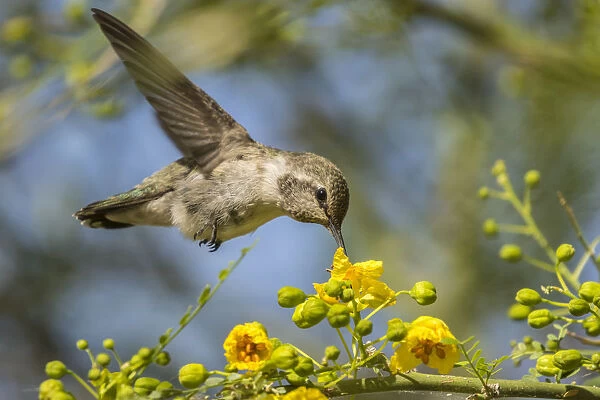 USA, Nevada, Bird Viewing Preserve. Female Costas hummingbird feeding. Credit as