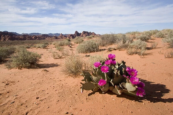 USA - Nevada. Blooming Beavertail Cactus in Valley of Fire State Park