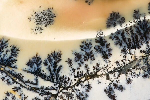 USA, Nevada. Close-up of amethyst sage agate
