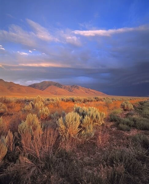 USA, Nevada, Denio. Sunset light colors the sagebrush and the hillsides in the Nevada desert