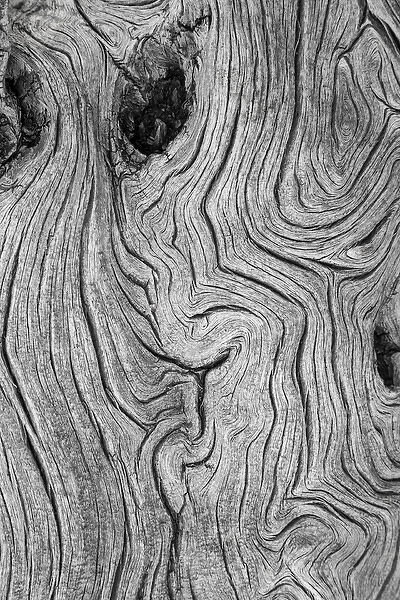 USA, Nevada, Great Basin National Park. Detail of weathered wood