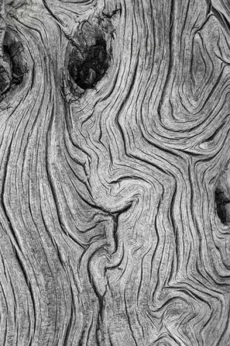 Framed Print : USA, Nevada, Great Basin National Park. Detail of weathered wood Framed Print : USA, Nevada, Great Basin National Park. Detail of weathered wood