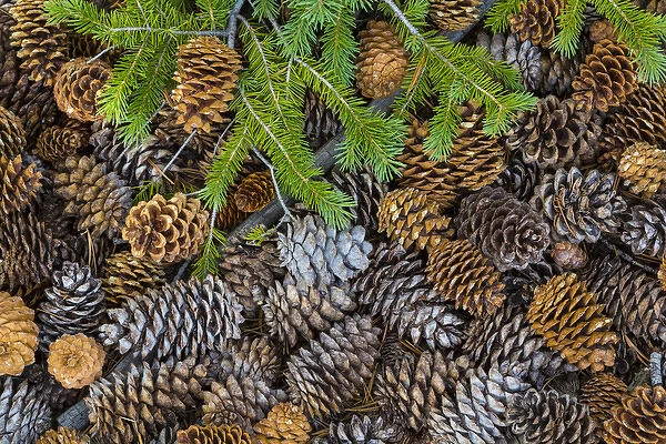 USA, Nevada, Great Basin National Park. Pine cones and Douglas fir bough. Credit as