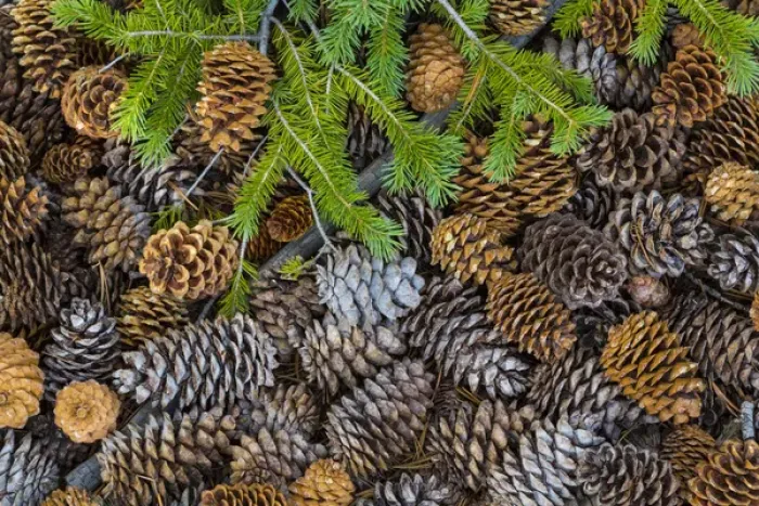 Framed Print : USA, Nevada, Great Basin National Park. Pine cones and Douglas fir bough. Credit as Framed Print : USA, Nevada, Great Basin National Park. Pine cones and Douglas fir bough. Credit as