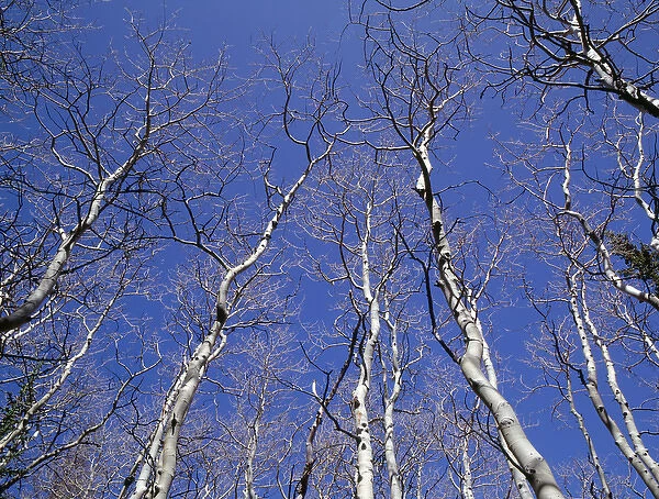 USA, Nevada, Great Basin National Park, Leafless quaking aspen (Populus tremuloides)