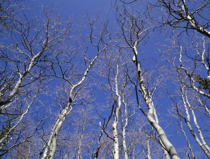 Framed Print : USA, Nevada, Great Basin National Park, Leafless quaking aspen (Populus tremuloides) Framed Print : USA, Nevada, Great Basin National Park, Leafless quaking aspen (Populus tremuloides)