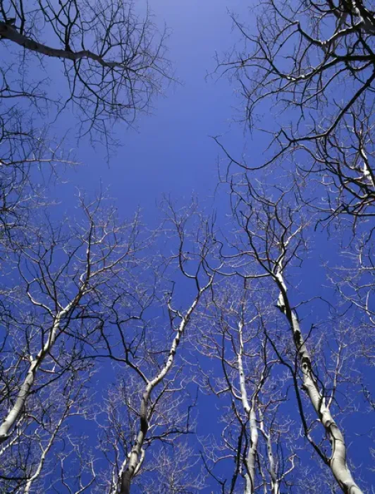Framed Print : USA, Nevada, Great Basin National Park, Leafless quaking aspen (Populus tremuloides)