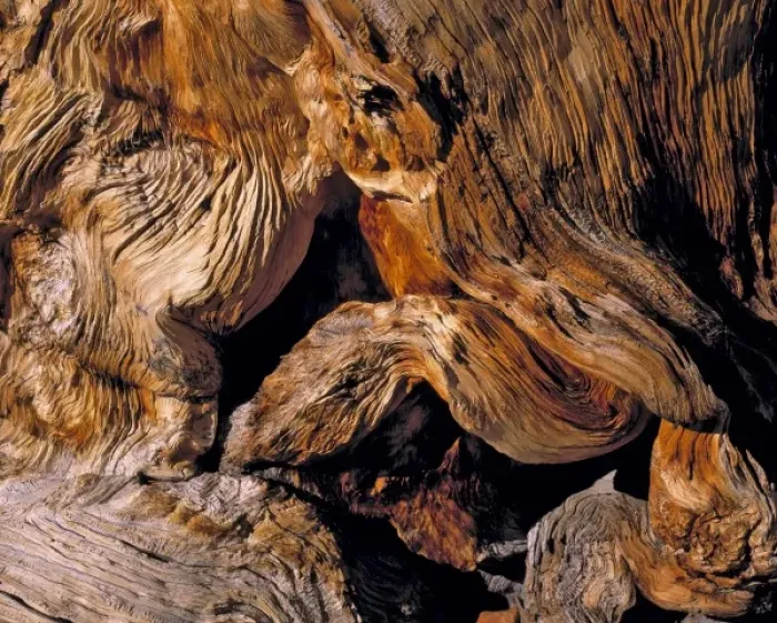 Framed Print : USA, Nevada, Great Basin NP. The beautifully twisted trunk of a bristlecone pine Framed Print : USA, Nevada, Great Basin NP. The beautifully twisted trunk of a bristlecone pine