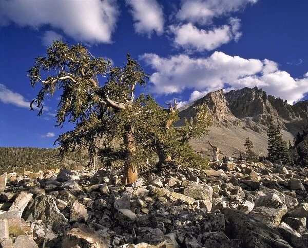 USA, Nevada, Great Basin NP. Bristlecone pines thrive on dry, rocky slopes in the Great Basin NP
