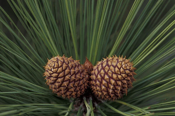 USA, Nevada, Lake Tahoe Nevada State Park Pair of pine cones