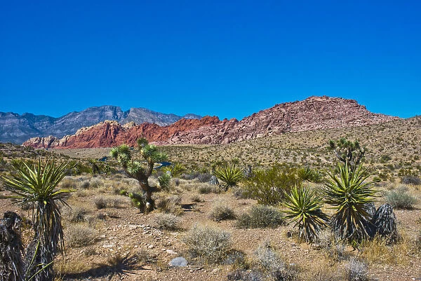 USA, Nevada. Las Vegas. Red Rock National Conservation Area, Calico Hills North