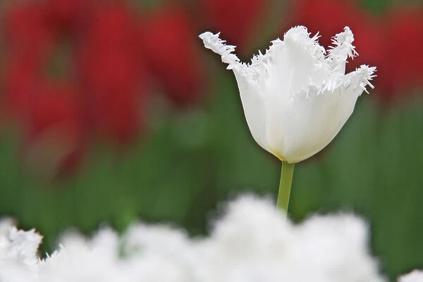 USA, Nevada, Las Vegas. White-fringed tulips in garden