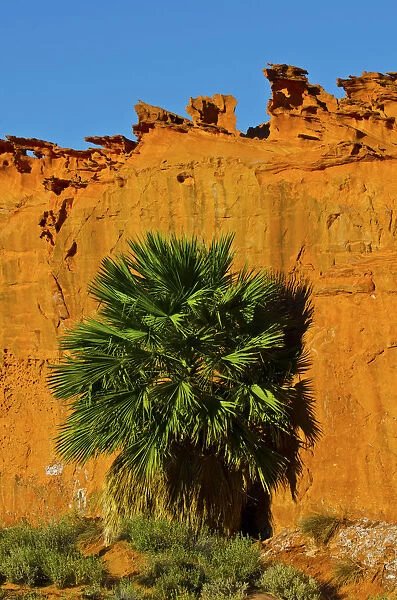 USA, Nevada, Mesquite. Gold Butte National Monument, Little Finland, Palm tree in